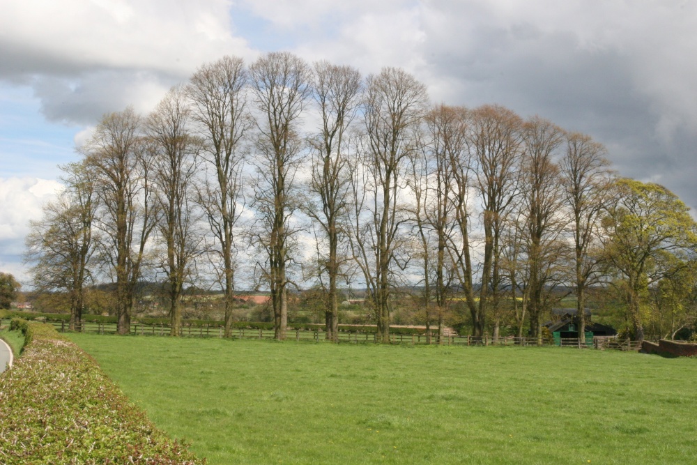 Trees on the outskirts of Hodnet