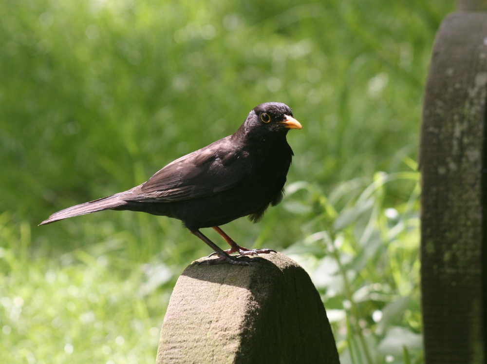Friendly little Blackbird