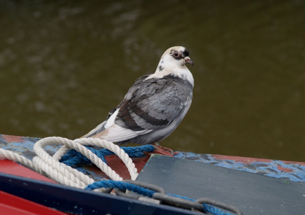 Obliging colour-matched pigeon on narrowboat, Oxford Canal, Jericho, Oxford.