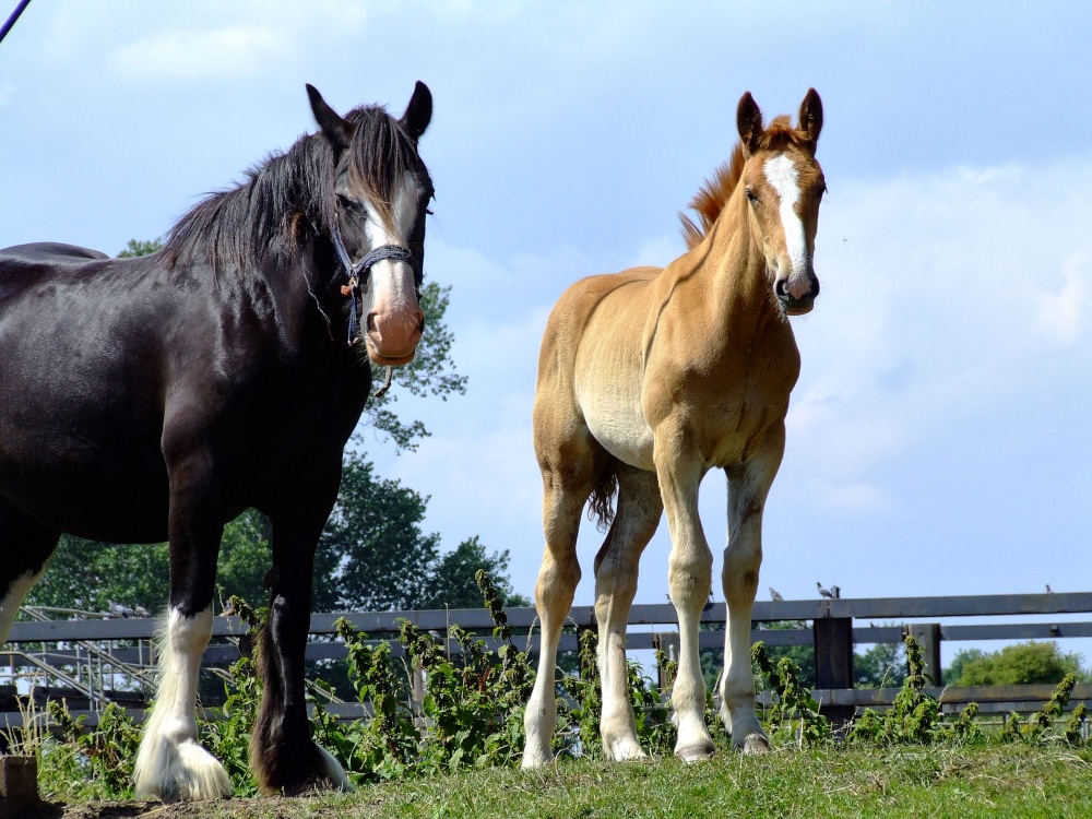 Foal and mare at Howden Dyke