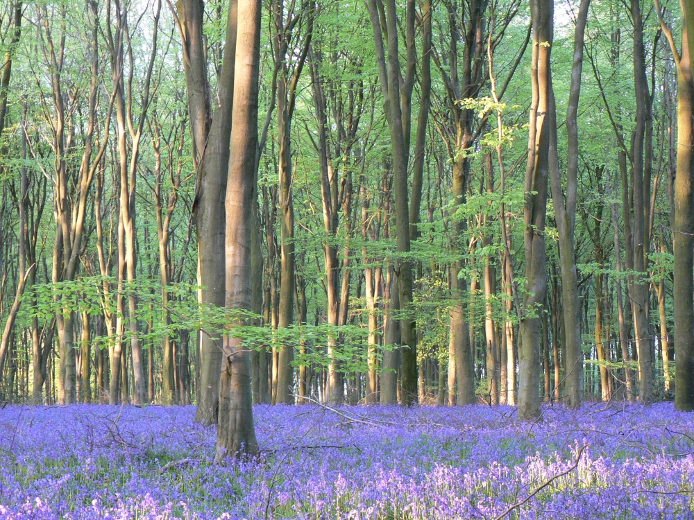 Bluebell Wood near Micheldever