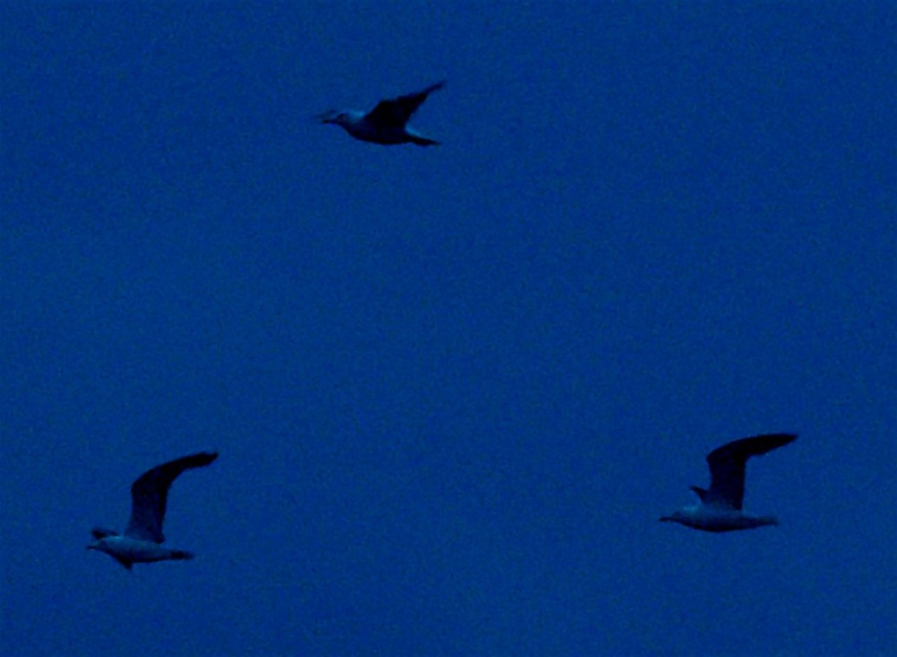 Seagulls flying at dusk, Padbury, Bucks.