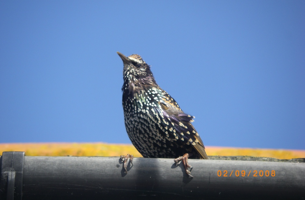 Starling on the look out for something to eat