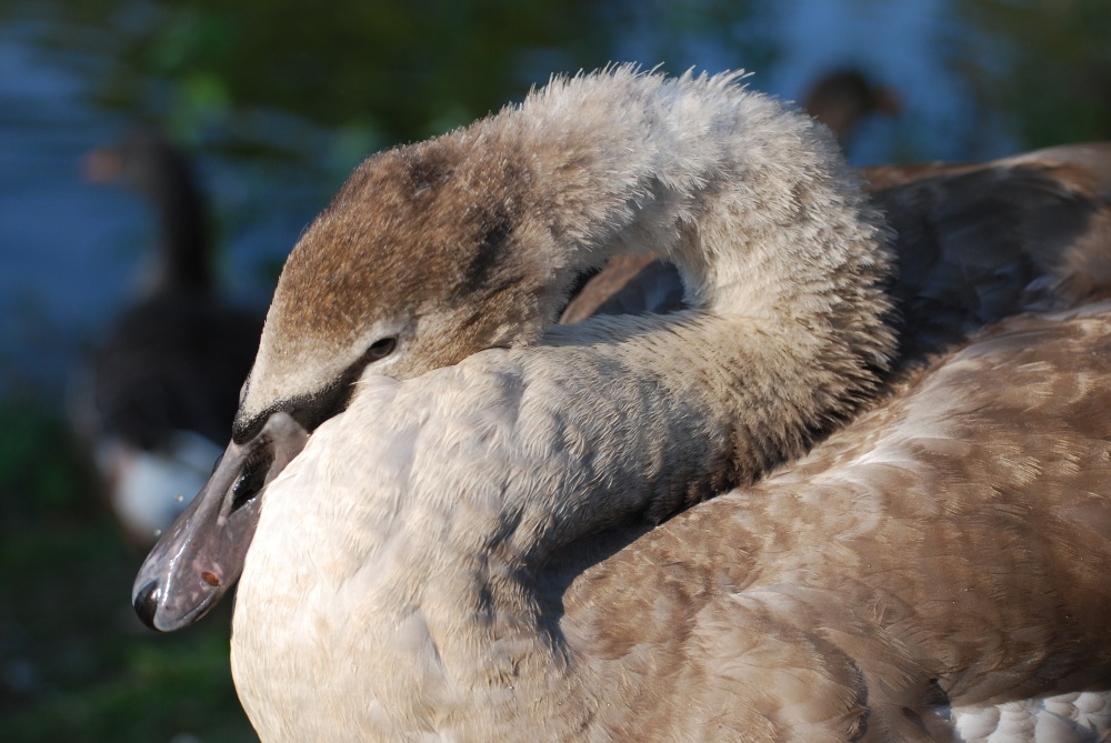 Juvenile Swan at Swithland Reservoir
