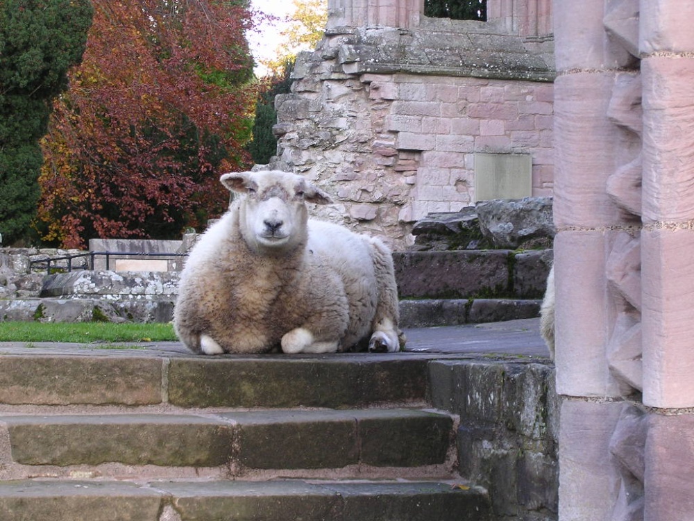 Sheep at Sweetheart Abbey!