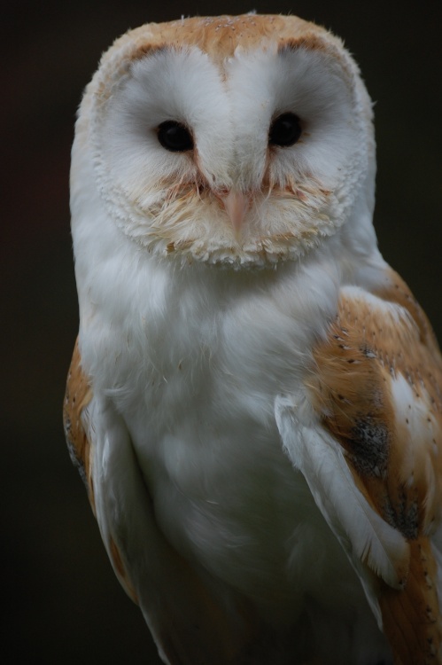 6 month Old Barn Owl at Linton