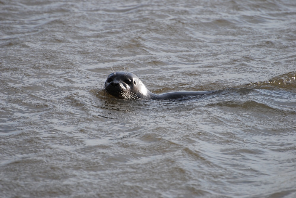 Seal in the creek