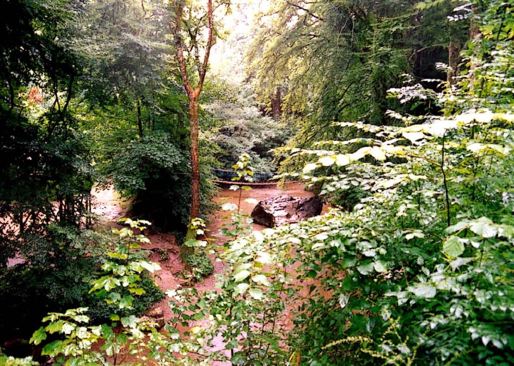Flooded woodland near Cheddar