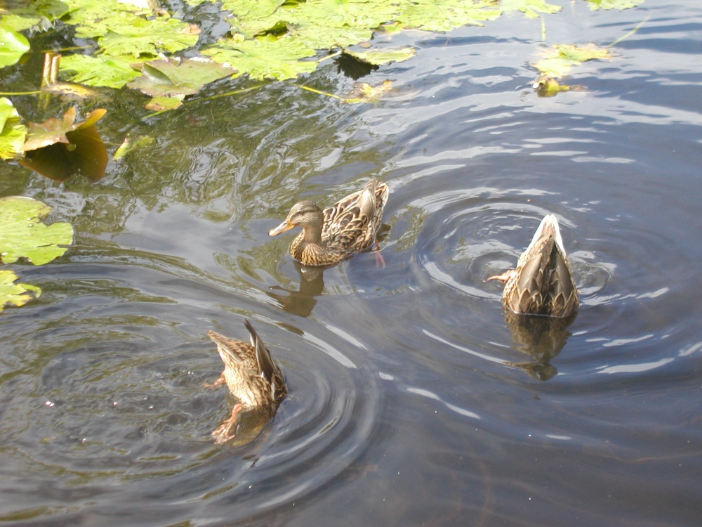 Ducks in Lingfield