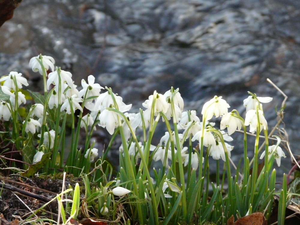 Snowdrops by the stream
