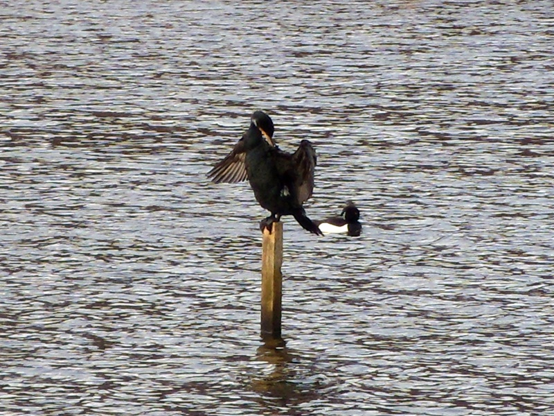 Cormorant and Tufted Duck