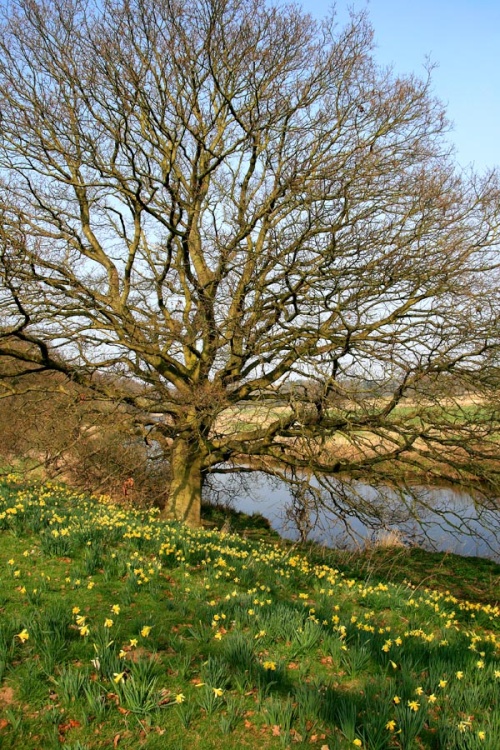 Daffodils in Attingham Park