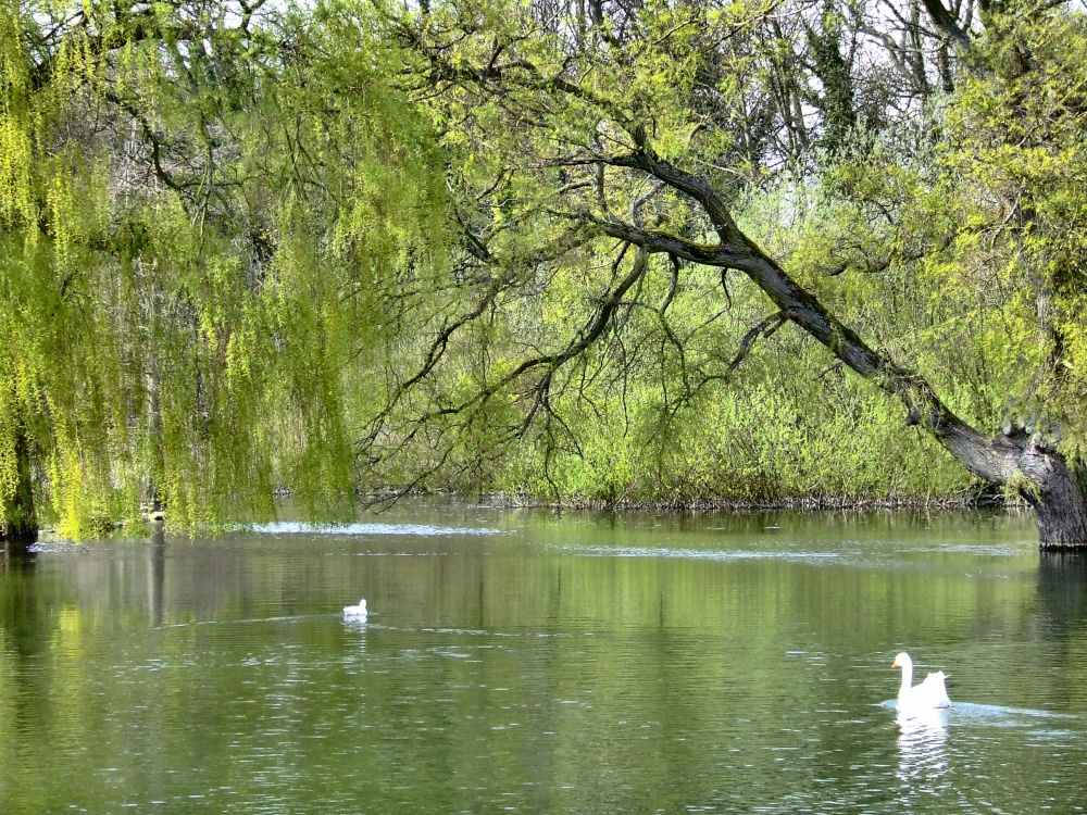 The pond at Cottingham