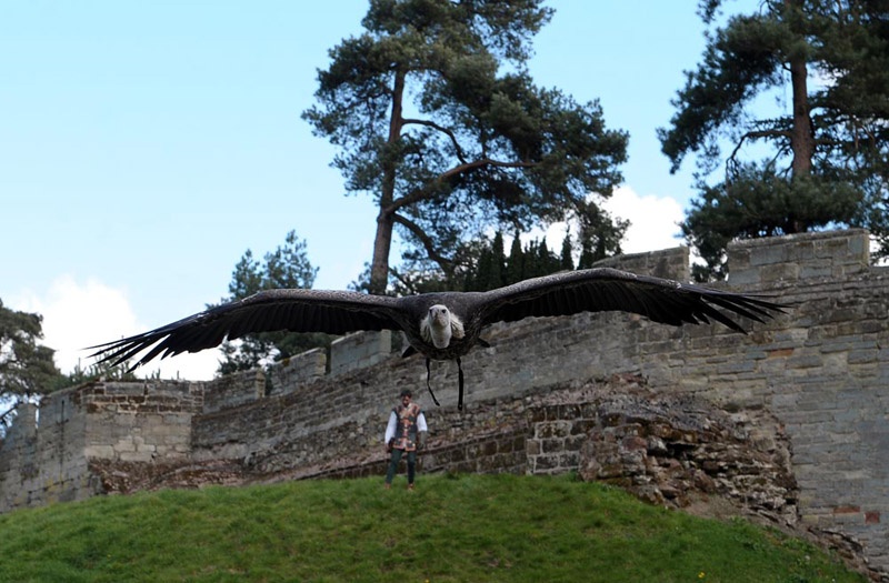 Vulture at Warwick Castle