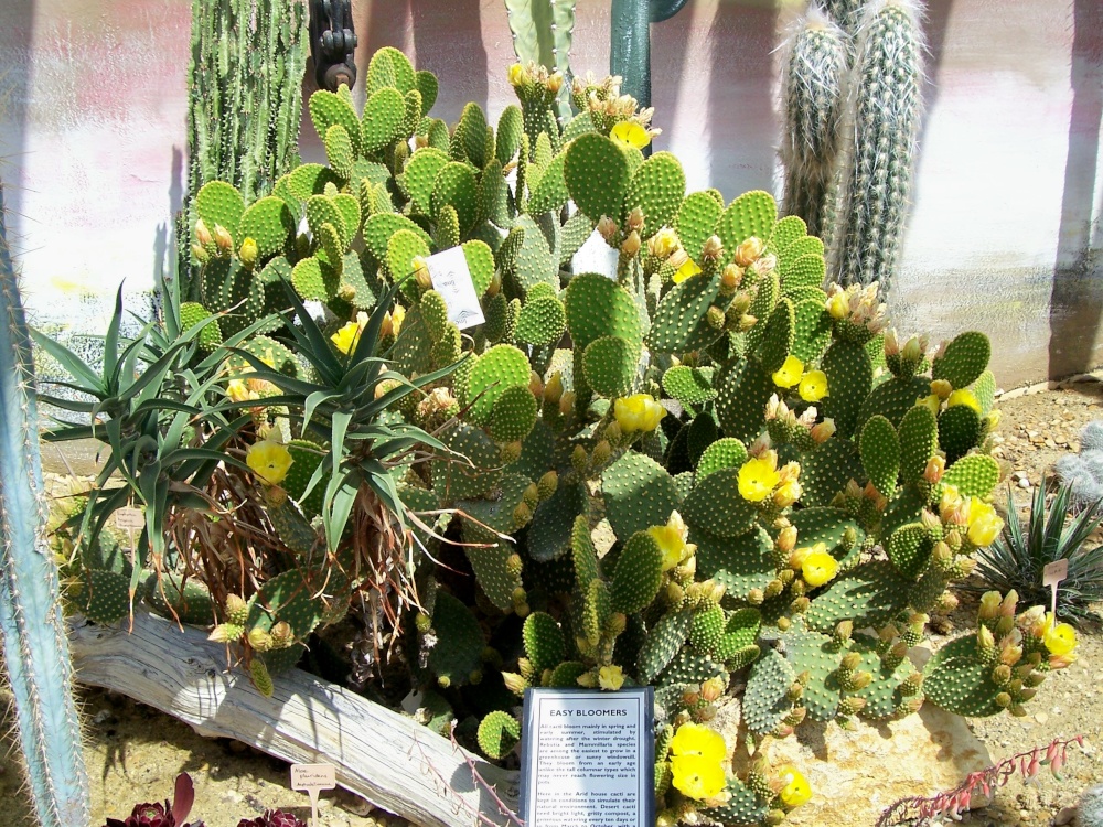 In the Cactus House