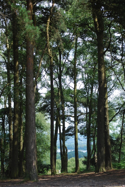 View of the reservoir through trees