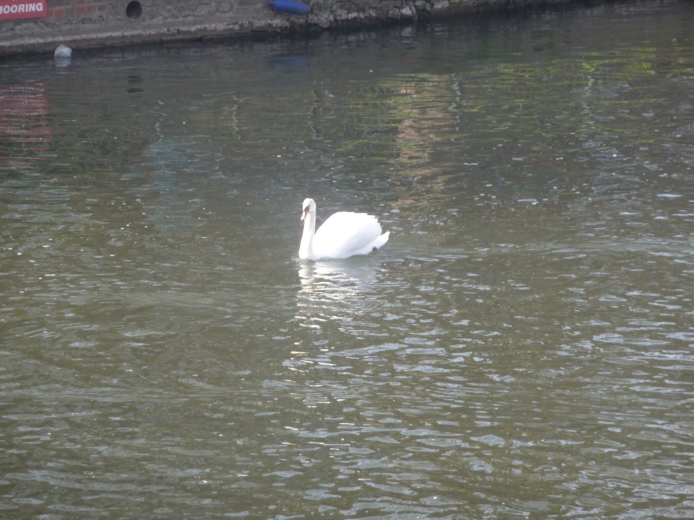 Swan on the Thames at Henley