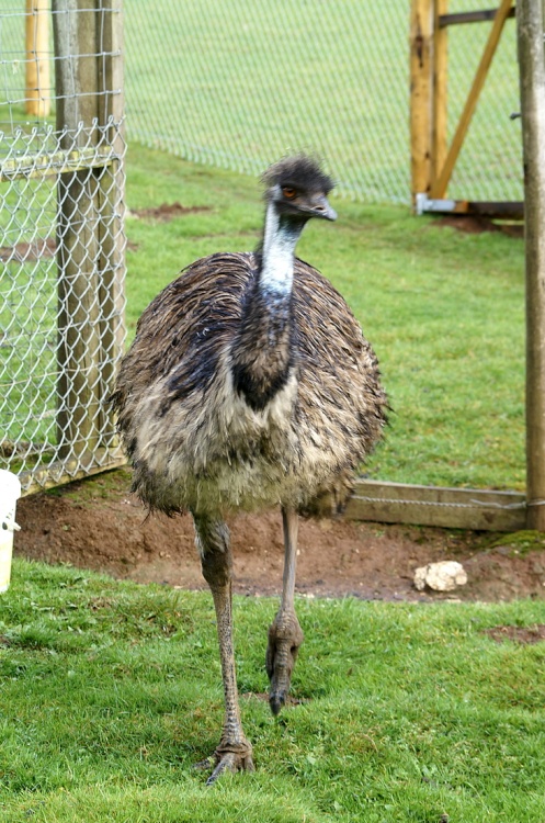 Here comes Emu.