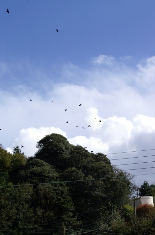 Rooks on thier way home for the evening.