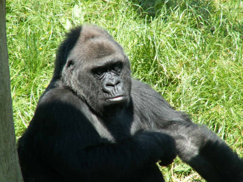 Pictures of Jersey Zoo