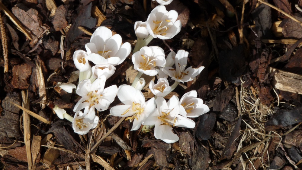 Small delicate flowers from the Far East that looked very much like crocuses