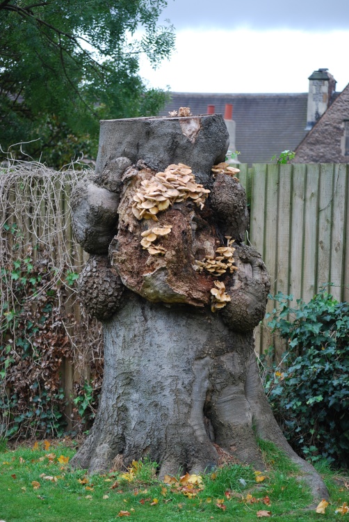 Fungi on tree stump