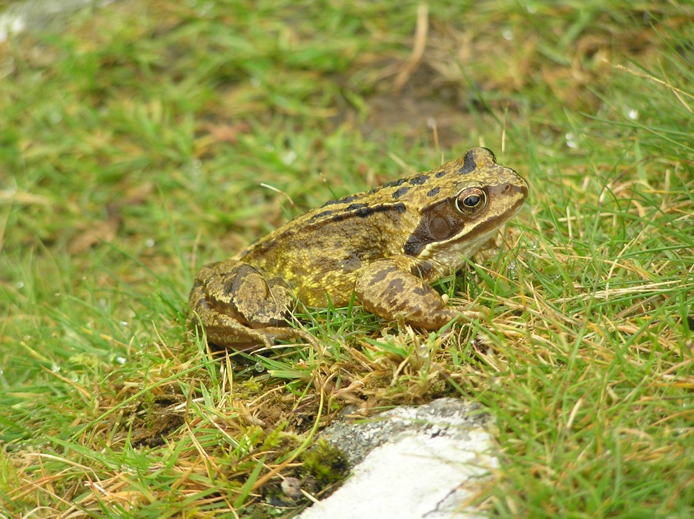 A frog at the Cheesewring on top of Bodmin Moor
