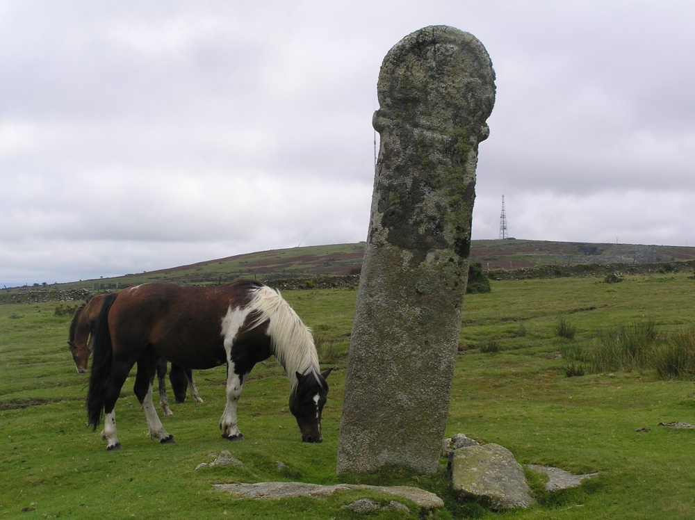 Stone cross and local resident on Bodmin Moor