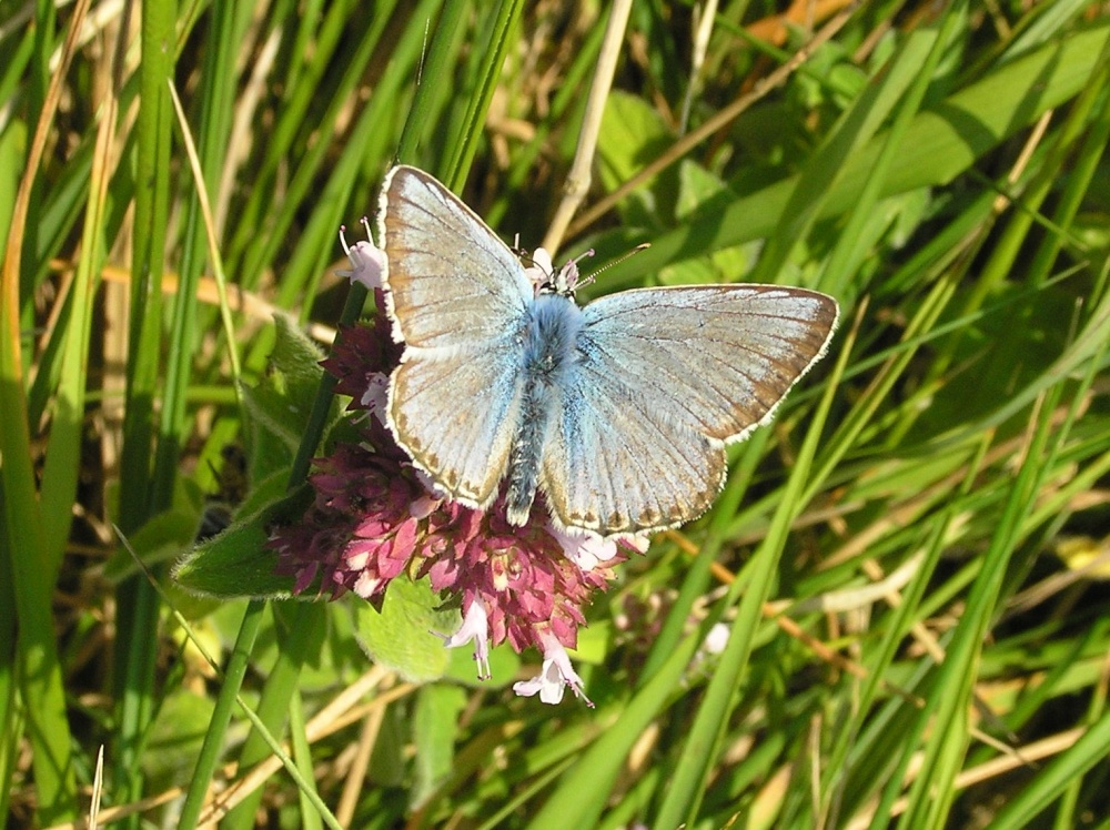 Chalkhill Blue (male) butterfly on the cliffs at Dover