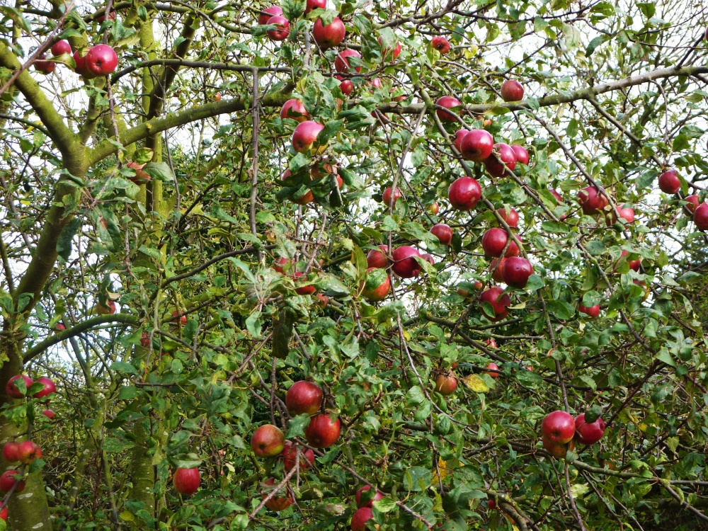 Apple tree in the Churchyard