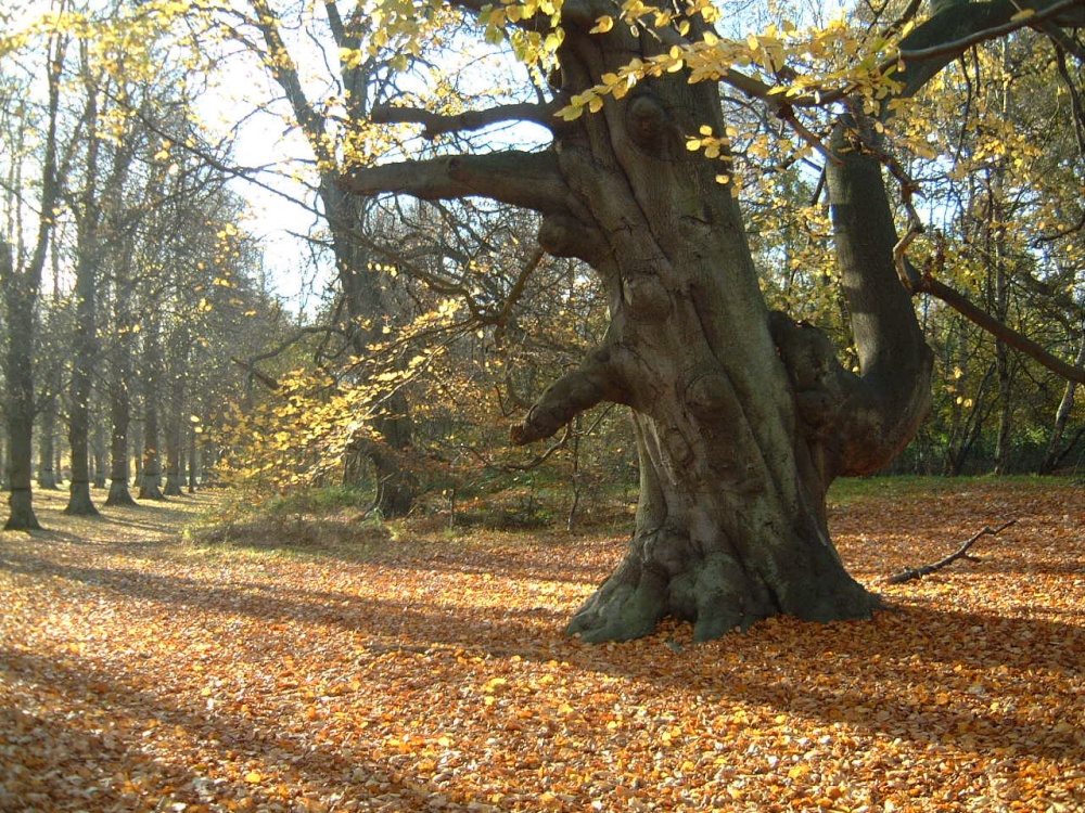 Clumber Park in Autumn