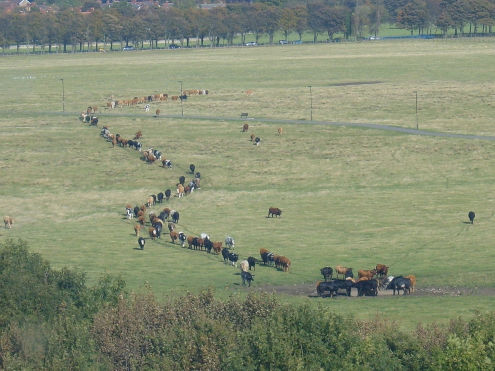 Cattle on the Town Moor