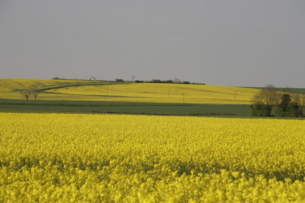 Yellow landscape of rape