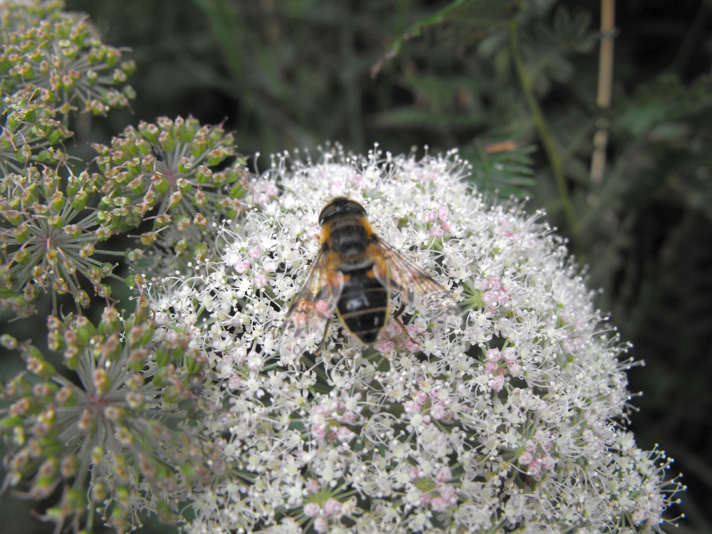 Irish bee on Queen Anne's lace