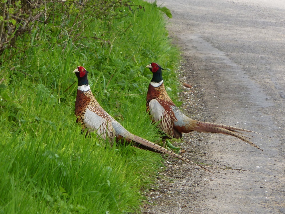 Two beautiful Pheasants