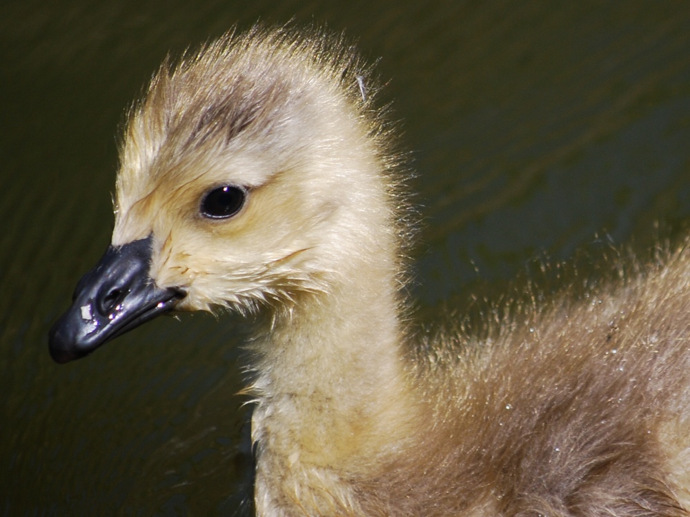 Gosling along the Canal by Gosty Hill tunnel
