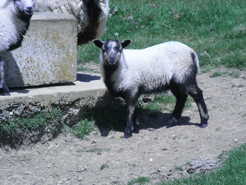 Sheep in Seatown