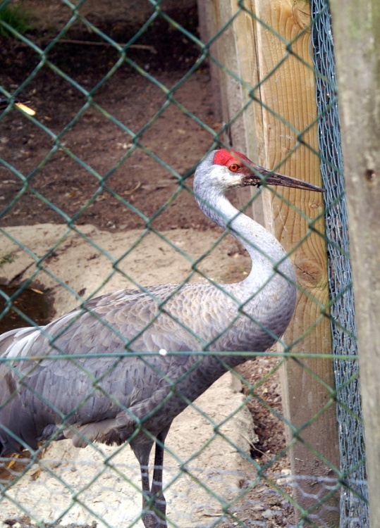 Another bird at Exmoor Zoo.