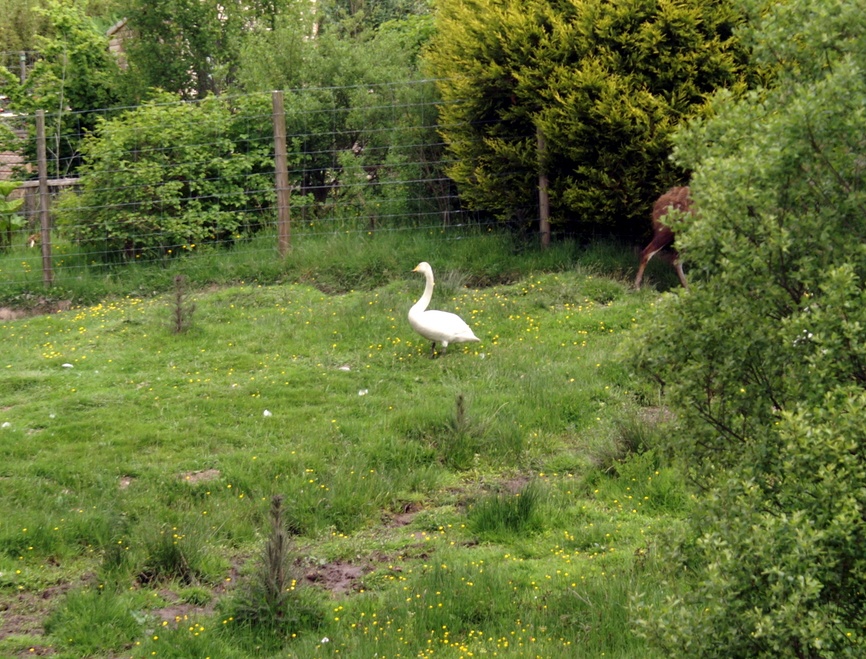 Big Goose at Exmoor Zoo.