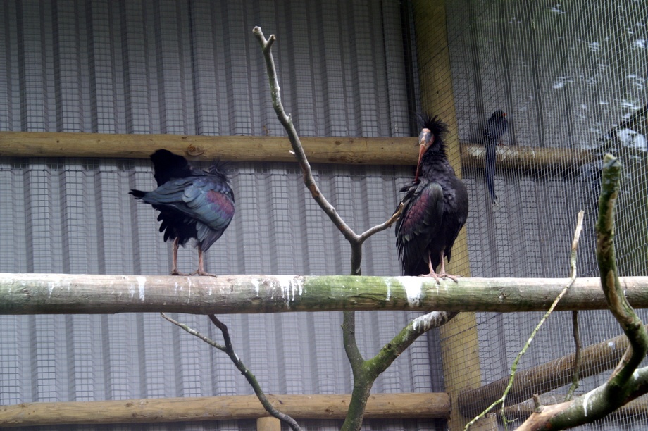 Ibis? Exmoor Zoo