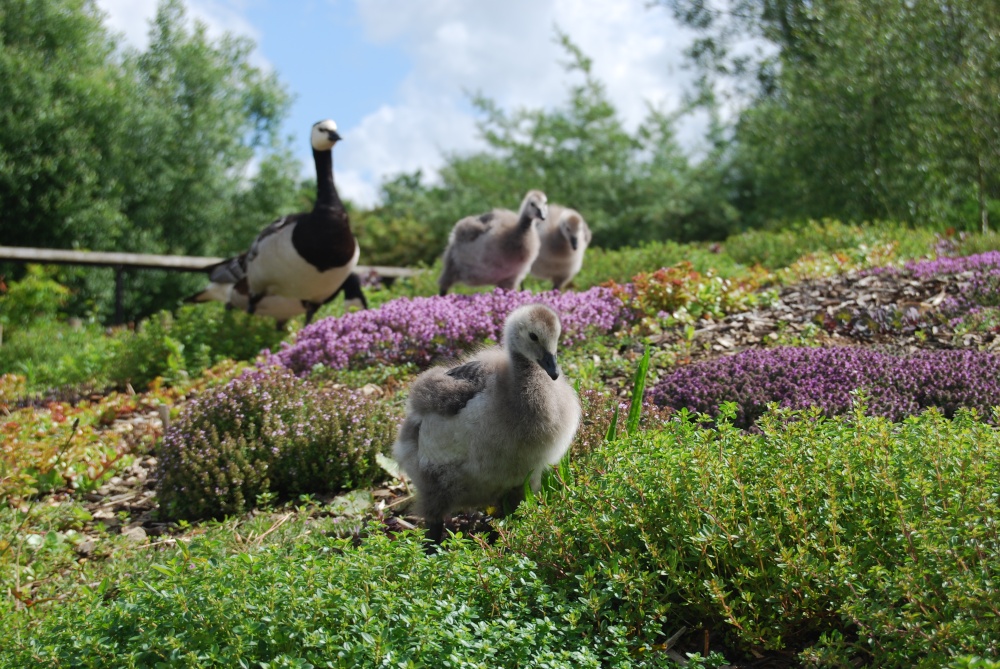 Barnacle geese at Pensthorpe