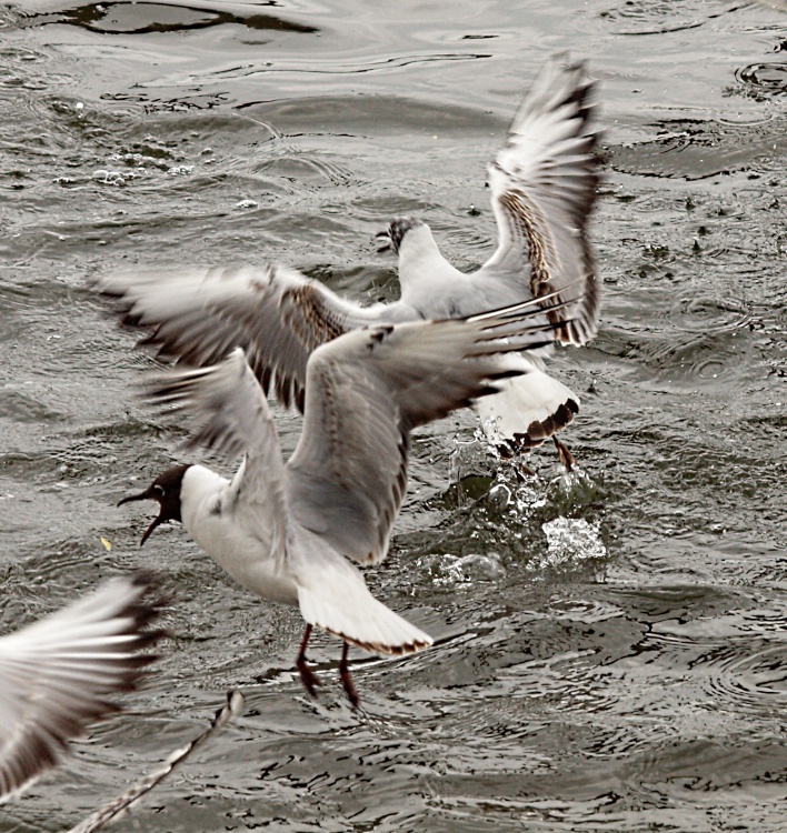 Gulls at Emsworth, Hampshire.
