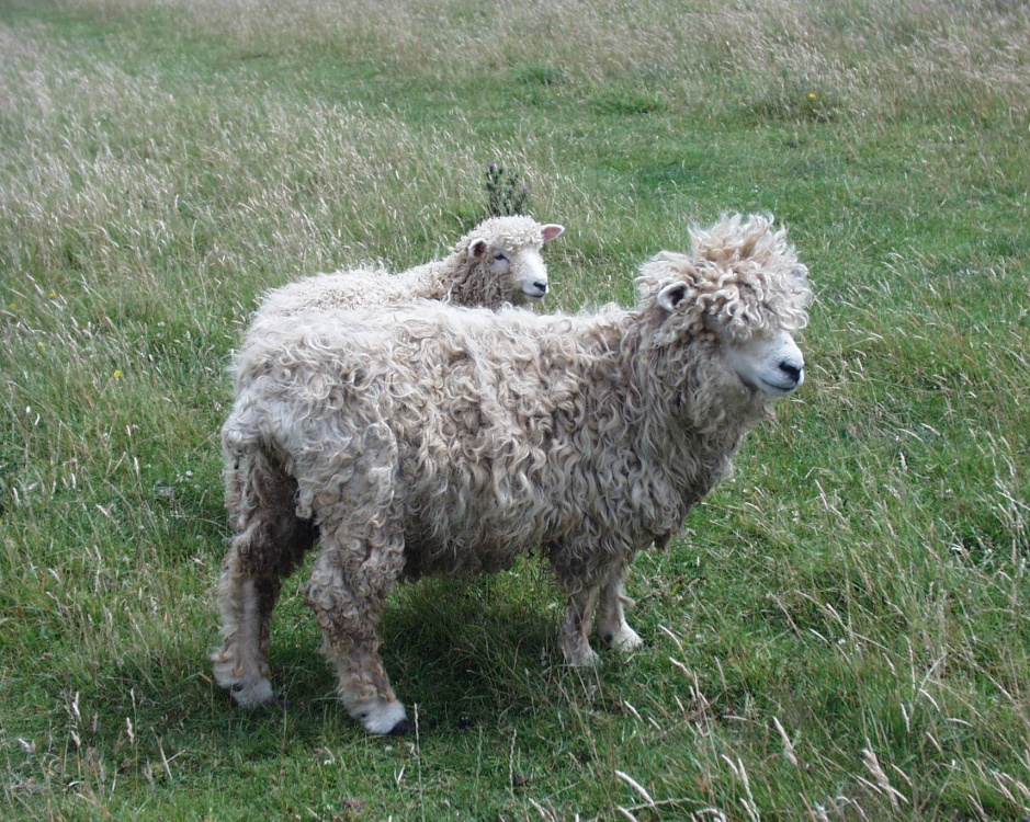 Curly sheep