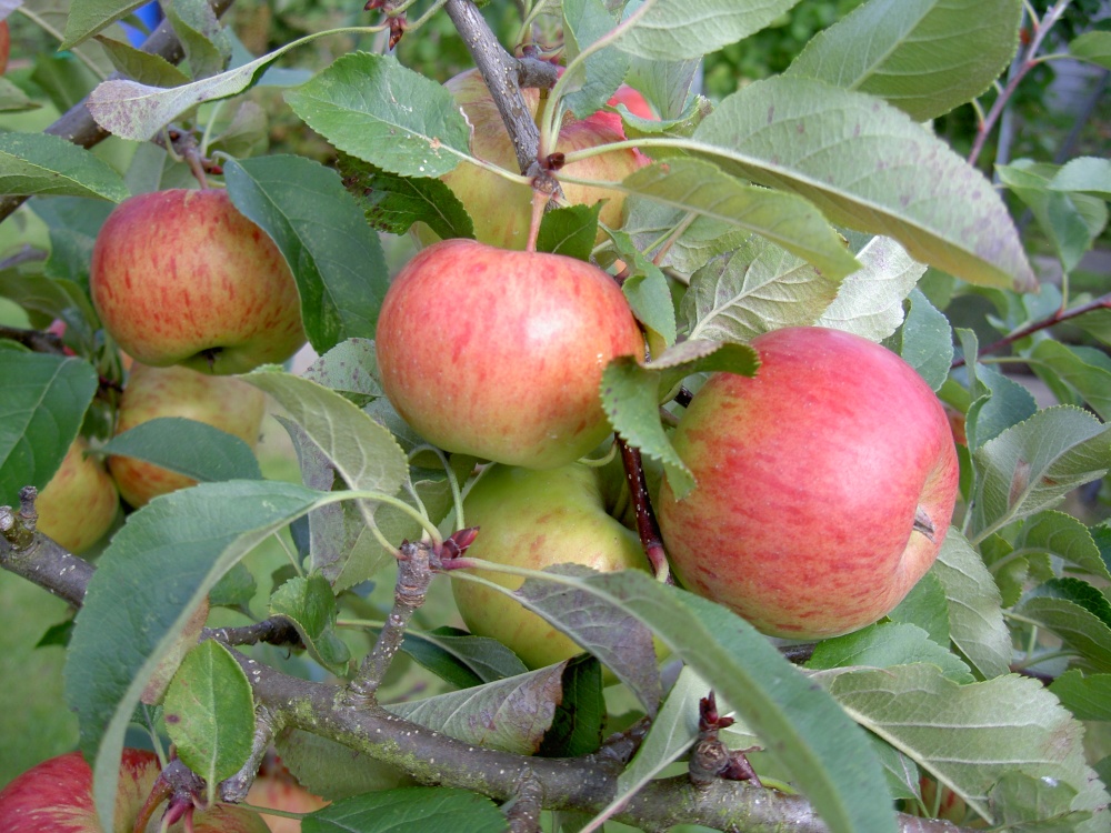 Apple tree in my garden