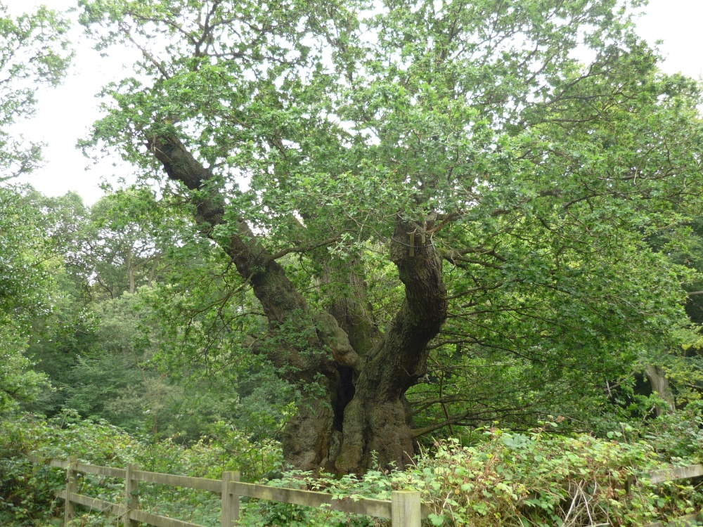 Druid's Oak