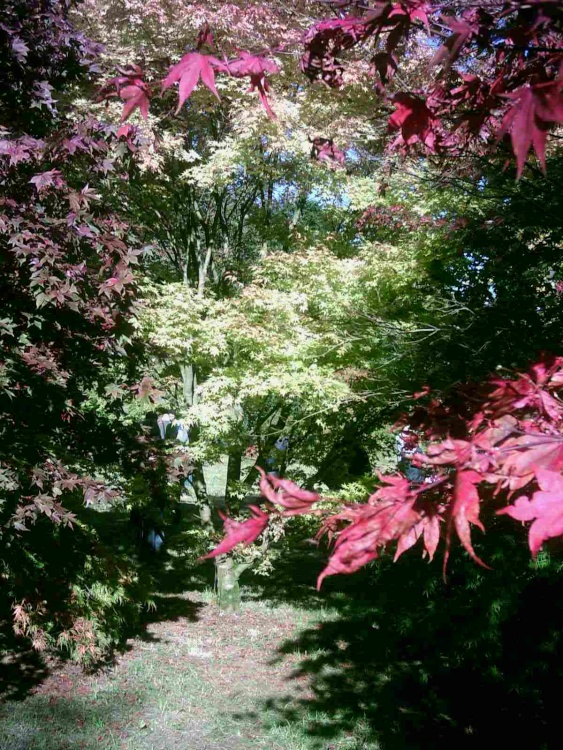 Westonbirt Arboretum - October 2010