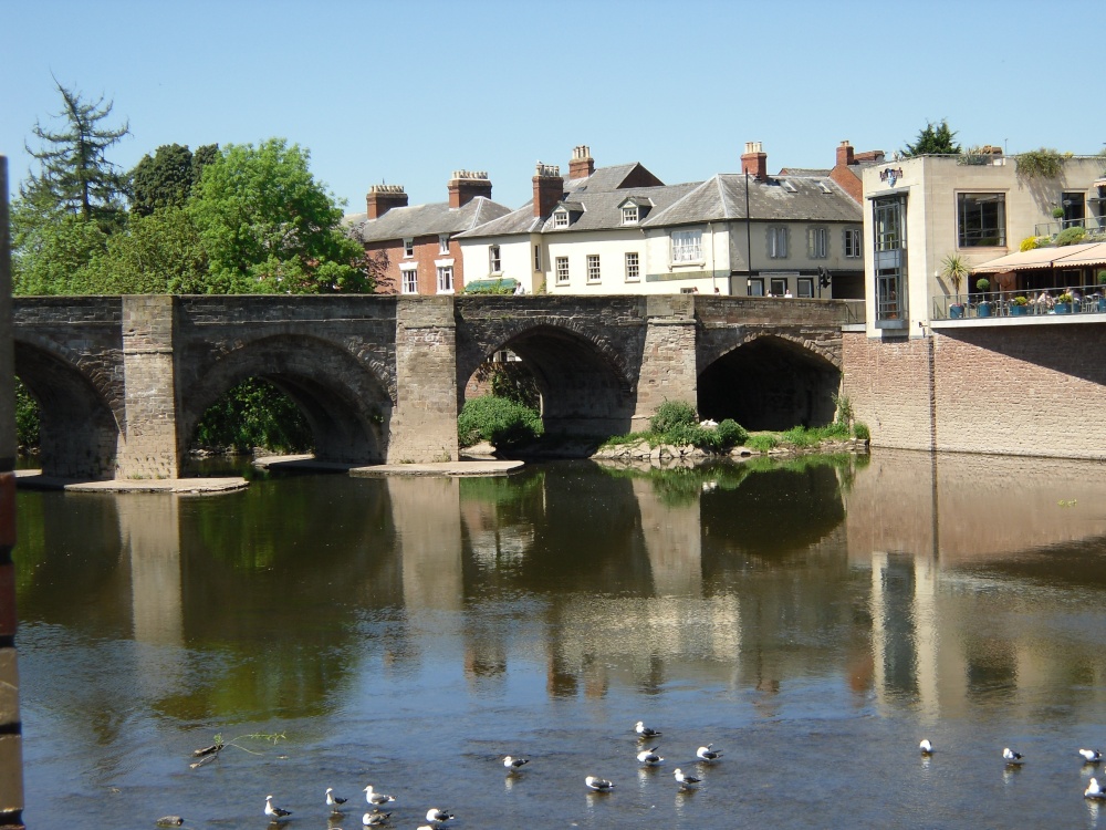Medieval bridge in Hereford and gulls