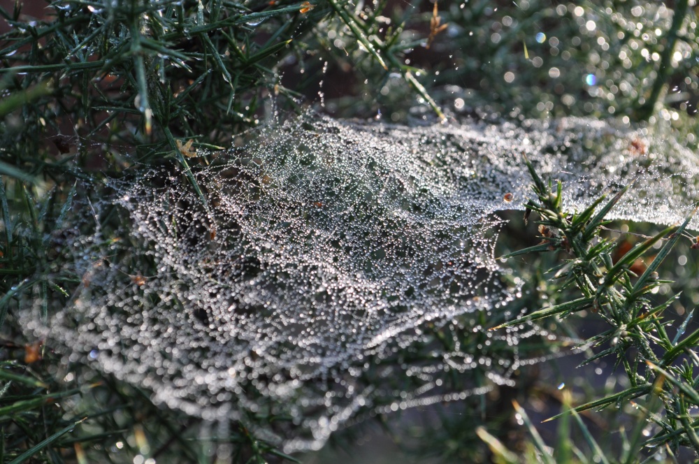 Dewy cobweb