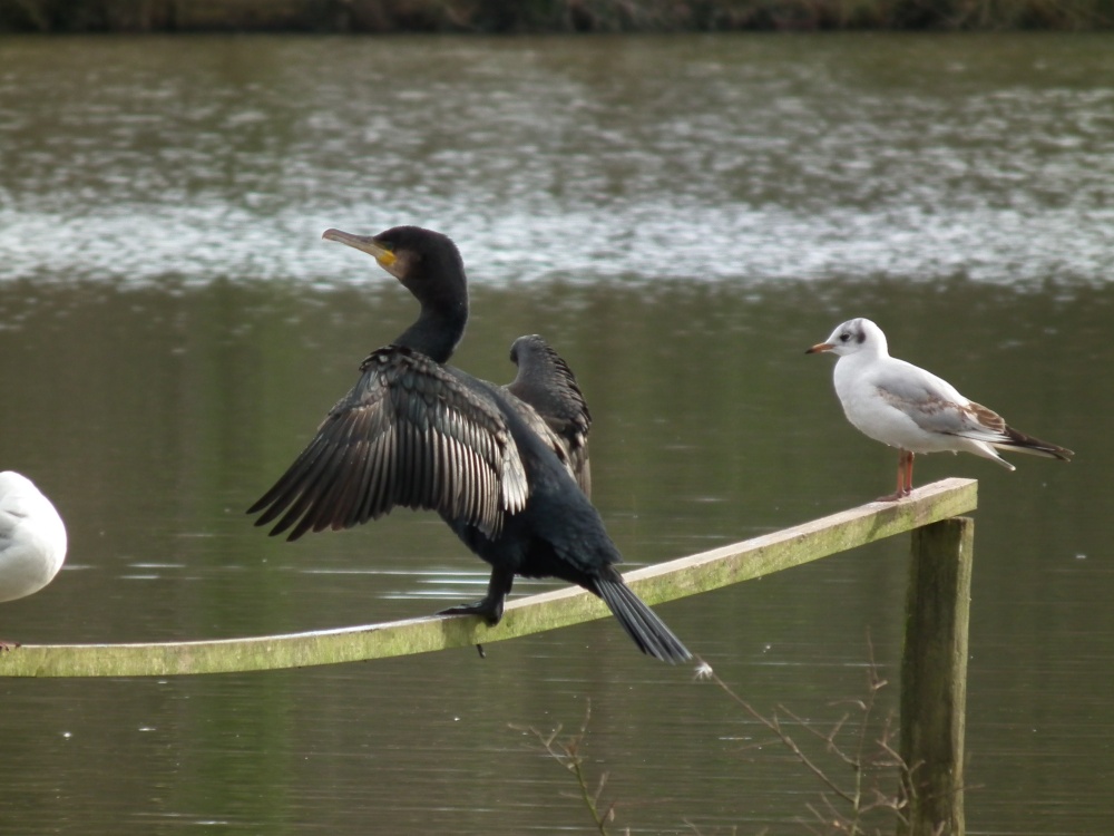 Cormorant drying his wings.