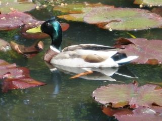 Chatsworth Duck